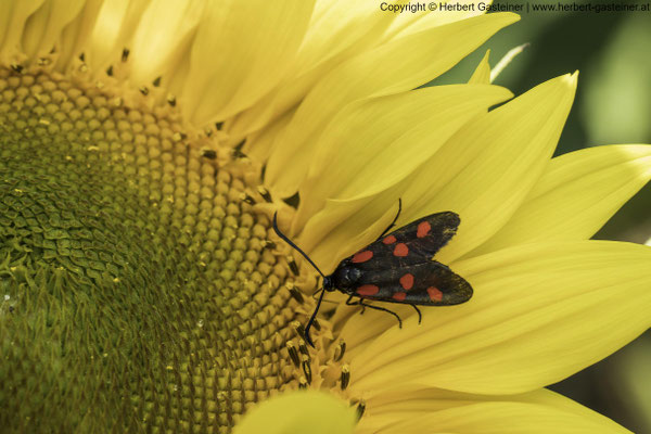Klee-Widderchen (Schmetterling) | Foto: Herbert Gasteiner