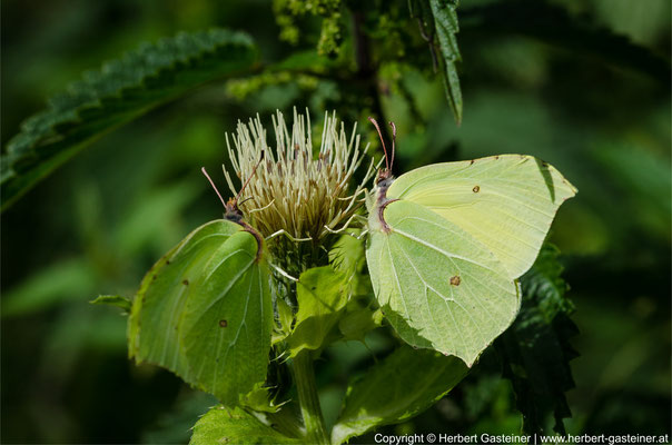 Zitronenfalter (Schmetterling) | Foto: Herbert Gasteiner
