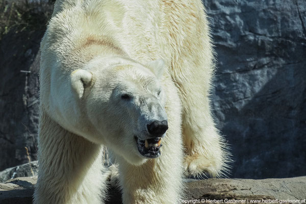 Eisbär | Foto: Herbert Gasteiner