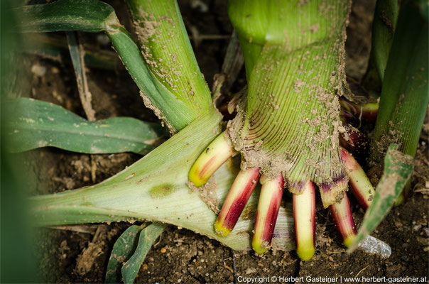 Maispflanze | Foto: Herbert Gasteiner