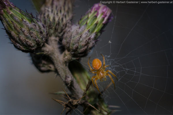 Spinne; Distel | Foto: Herbert Gasteiner