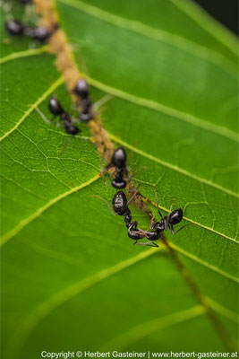Ameisen | Foto: Herbert Gasteiner