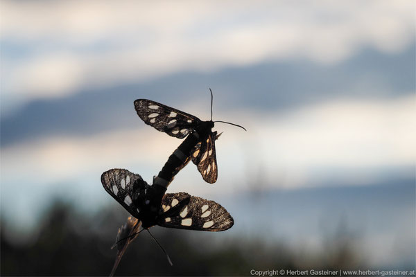 Weißfleck-Widderchen (Schmetterling) | Foto: Herbert Gasteiner