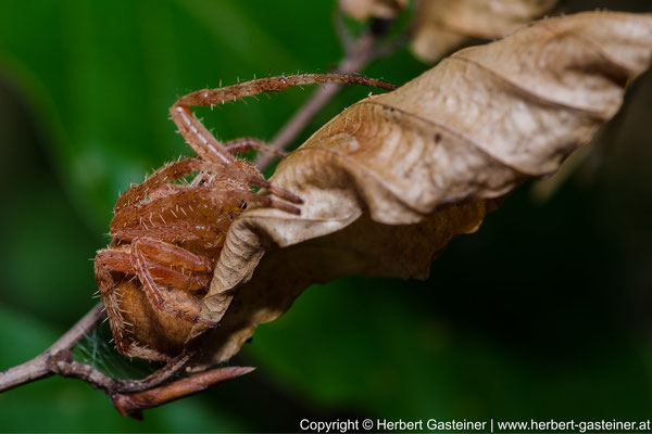 Spinne; versteckt | Foto: Herbert Gasteiner
