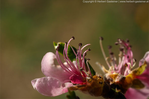 Blüte | Foto: Herbert Gasteiner