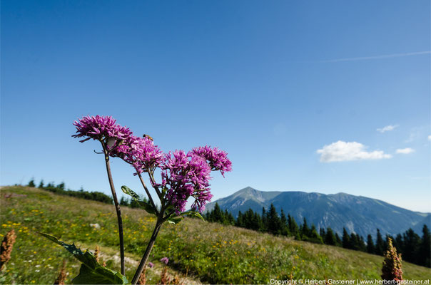 Sommer, Berg, Wiese, Pflanze | Foto: Herbert Gasteiner
