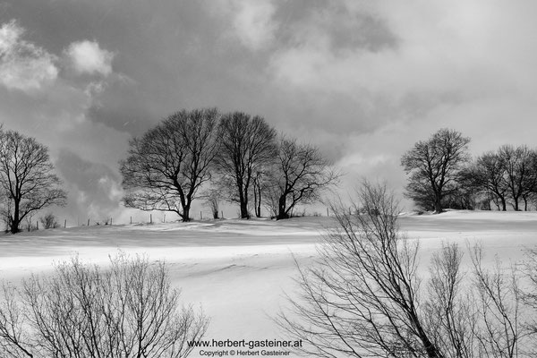 Winterlandschaft (schwarz-weiß) | Foto: Herbert Gasteiner