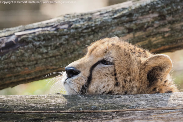 Gepard | Foto: Herbert Gasteiner