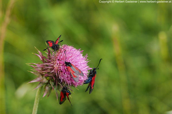 Schmetterlinge | Foto: Herbert Gasteiner