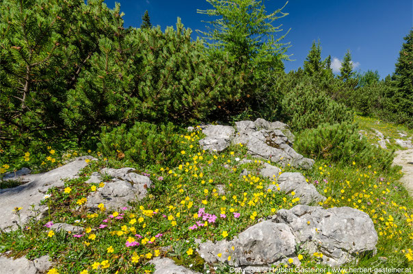 Sommer, Berg, Wiese, Pflanzen | Foto: Herbert Gasteiner