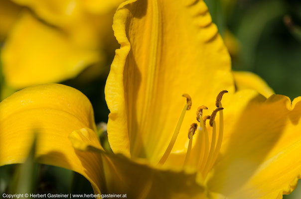 Taglilie | Foto: Herbert Gasteiner