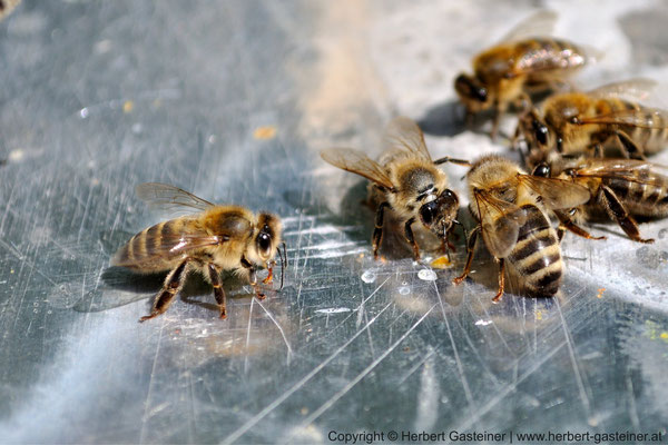 Bienen | Foto: Herbert Gasteiner