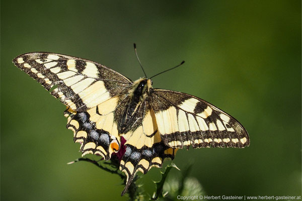 Schwalbenschwanz (Schmetterling) | Foto: Herbert Gasteiner