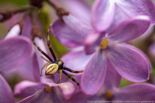 Spinne auf Flieder | Foto: Herbert Gasteiner