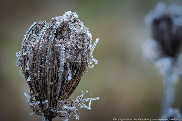 Pflanze; Eiskristalle | Foto: Herbert Gasteiner