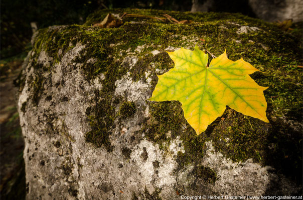 Herbst, Blatt | Foto: Herbert Gasteiner