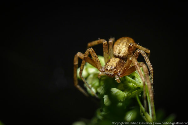 Spinne | Foto: Herbert Gasteiner