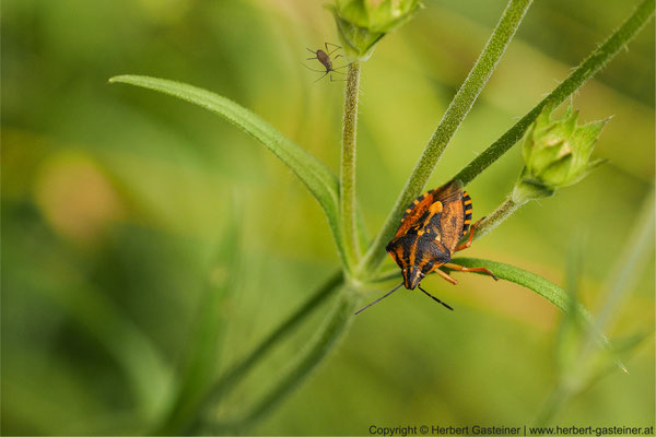Braune Blattwanze | Foto: Herbert Gasteiner