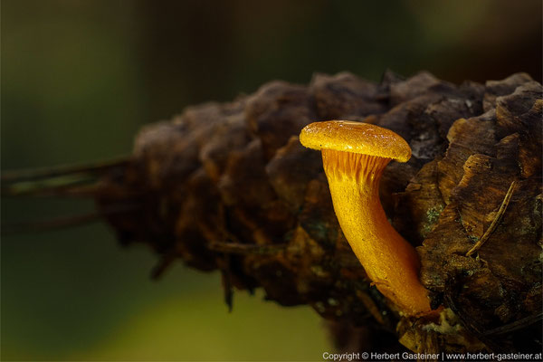 Pilz auf Tannenzapfen | Foto: Herbert Gasteiner