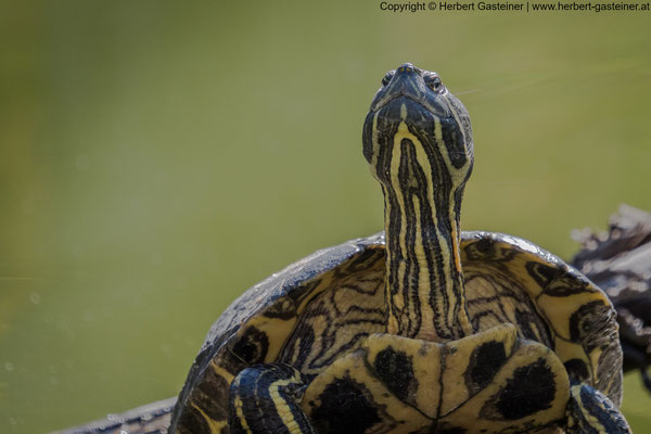 Gelbwangen-Schmuckschildkröte | Foto: Herbert Gasteiner