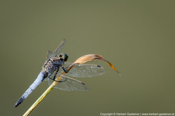 Plattbauch (Libelle) | Foto: Herbert Gasteiner