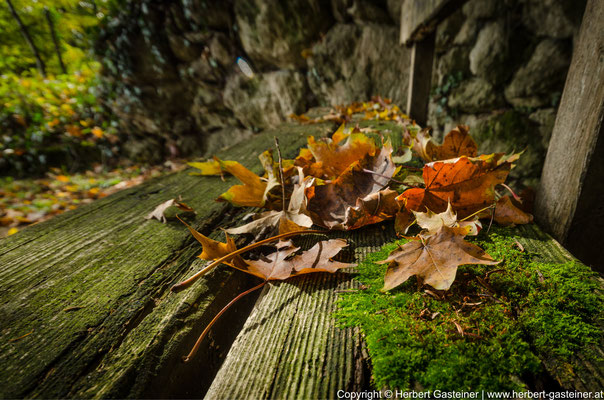 Herbst, Klamm, Blätter | Foto: Herbert Gasteiner