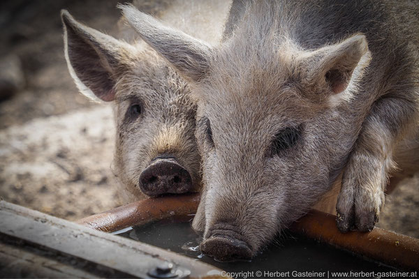 Wollschweine | Foto: Herbert Gasteiner