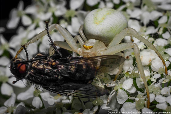 Veränderliche Krabbenspinne mit erbeuteter Fliege | Foto: Herbert Gasteiner