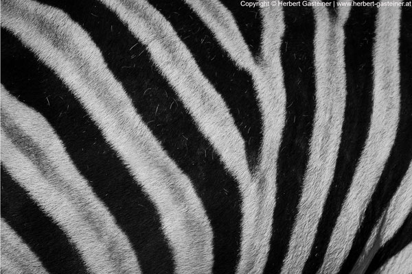 Zebra | Foto: Herbert Gasteiner