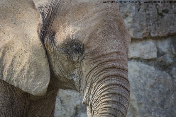 Elefant | Foto: Herbert Gasteiner