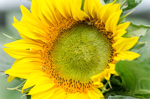 Sonnenblume | Foto: Herbert Gasteiner
