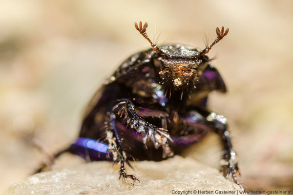 Käfer (Waldmistkäfer) | Foto: Herbert Gasteiner