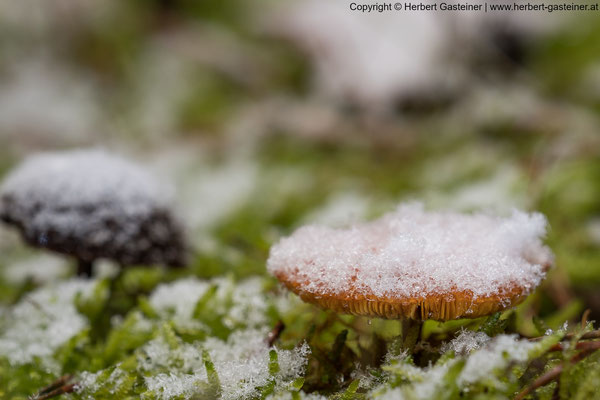 Pilze im Schnee | Foto: Herbert Gasteiner