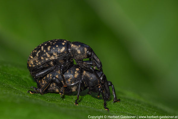 Rüsselkäfer bei der Paarung | Foto: Herbert Gasteiner