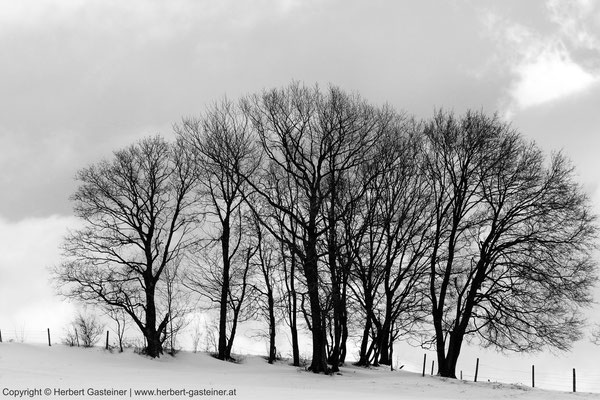 Winterlandschaft (schwarz-weiß) | Foto: Herbert Gasteiner