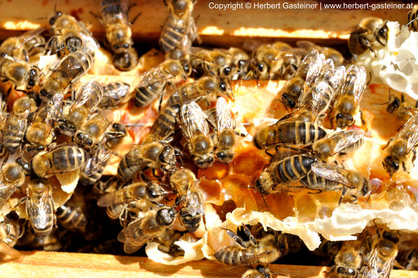 Bienen | Foto: Herbert Gasteiner