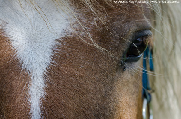 Pferd | Foto: Herbert Gasteiner