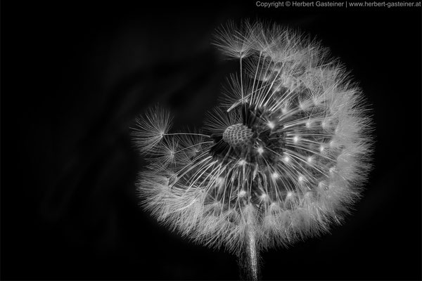 »Pusteblume« (Gewöhnlicher Löwenzahn), schwarz-weiß| Foto: Herbert Gasteiner