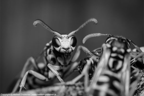 Wespen (schwarz-weiß) | Foto: Herbert Gasteiner
