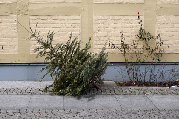 Wohin mit dem Tannenbaum? Ein Fund in Greifswald. Foto, Enno Franzius