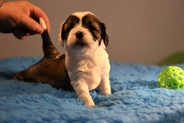 1. Hündin