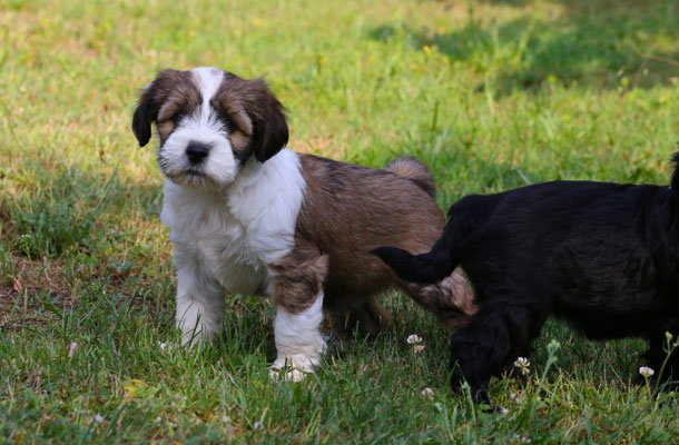 3. Rüde 