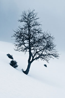 Gummenalp | Dallenwil | Schweiz