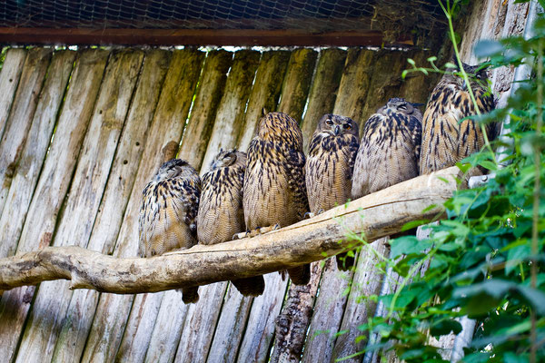 Plaettlizoo | Thurgau | Schweiz