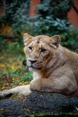 Zoo Zuerich | Schweiz