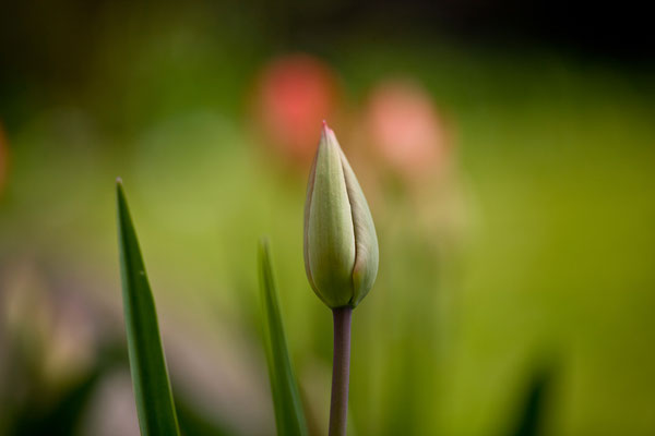 Tulpen | Brugg | Aargau