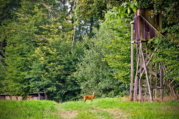 Habsburger Wald | Aargau | Schweiz