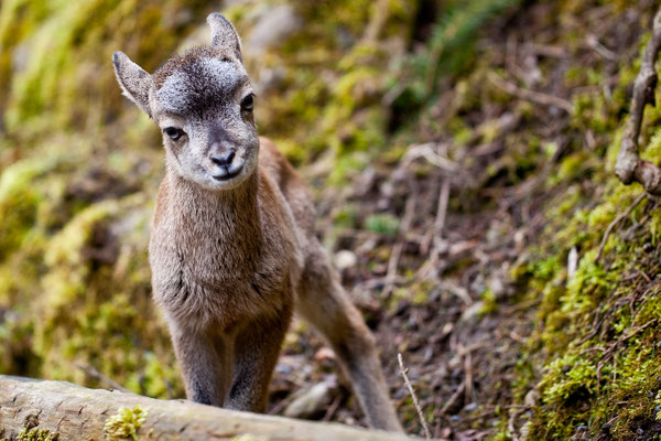 Tierpark Goldau