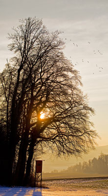 Habsburger Wald | Aargau | Schweiz