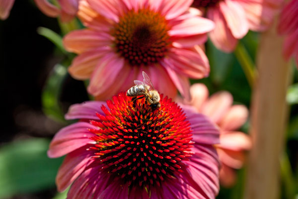 Tierisch
